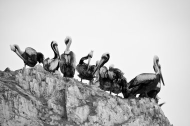 Group of Pelicans clipart