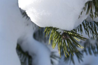 Snow on a Pine Tree clipart