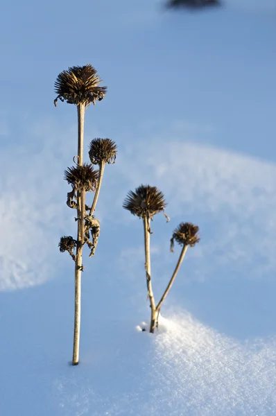 Pflanze im Schnee begraben — Stockfoto