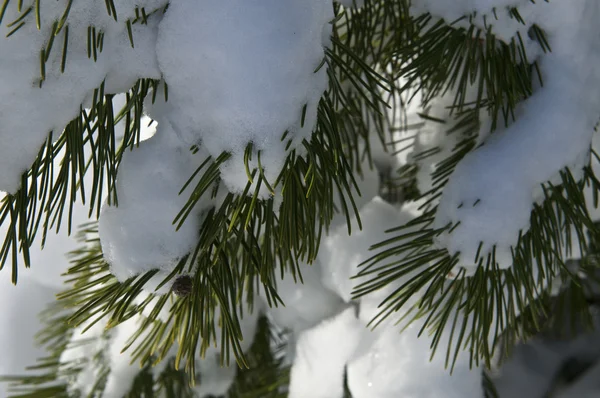 Снег на сосне — стоковое фото