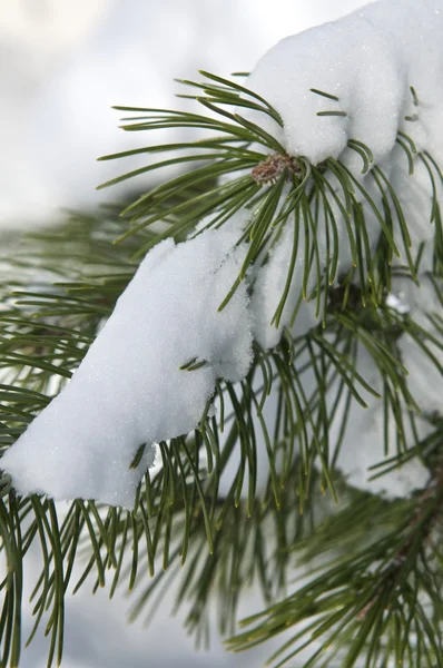 Çam ağacı üzerinde kar — Stok fotoğraf