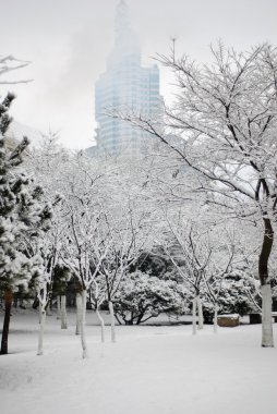 Beyaz kar kaplı ağaçlar