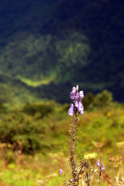 Himalayalar doğada yabani orkide
