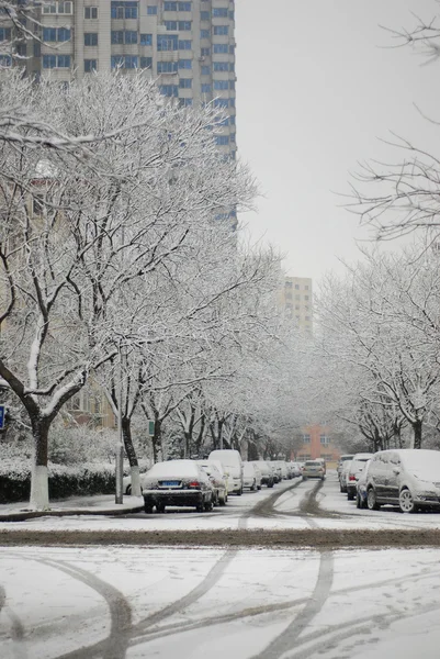 Şehir içinde ağaçlar beyaz kar kaplı — Stok fotoğraf