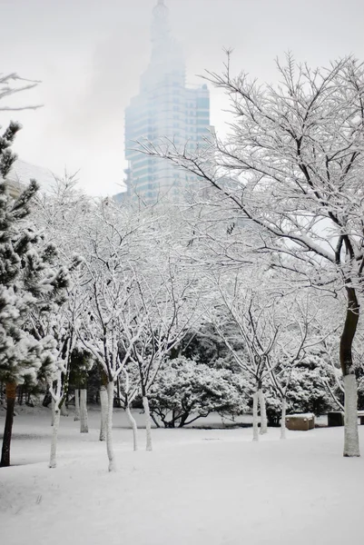 Beyaz kar kaplı ağaçlar — Stok fotoğraf