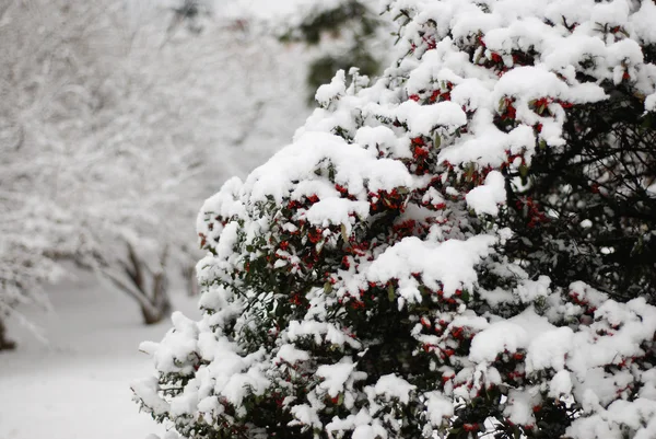 Neve bianca ha coperto l'albero di bacche — Foto Stock
