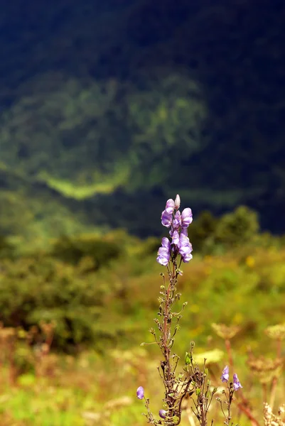 Wild orchids in nature of himalayas — Stock Photo, Image