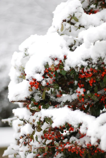 Beyaz kar kaplı Çilek ağacı — Stok fotoğraf