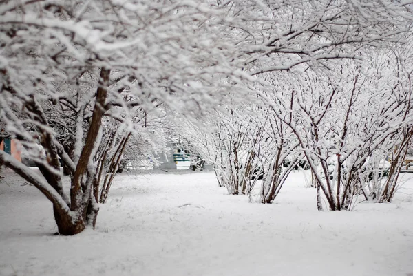 White snow covered the shrubbery — Stock Photo, Image