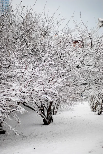 "Bahçe Çiti" Beyaz kar kaplı — Stok fotoğraf