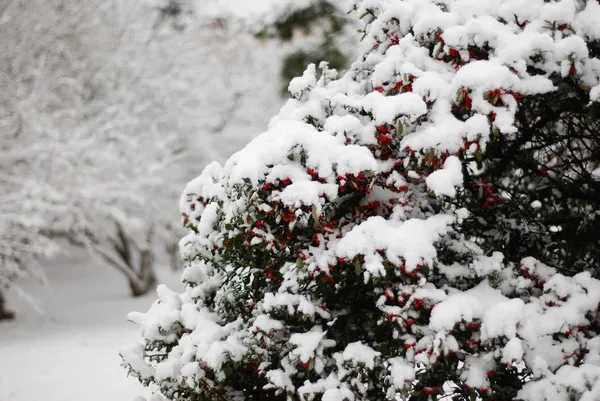 白い雪の果実の木 ストック画像