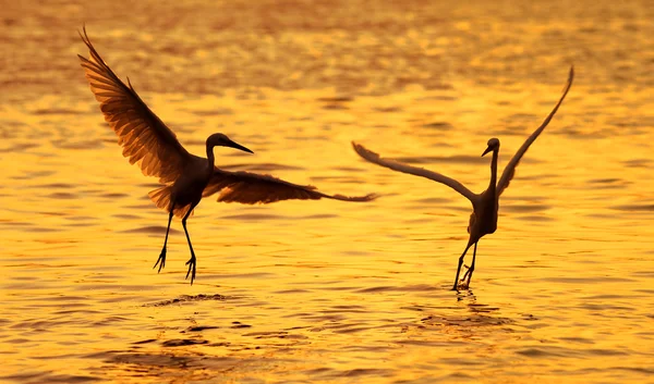 Ptaki z zachodu słońca — Zdjęcie stockowe