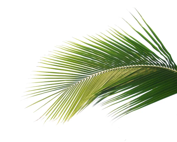 Hoja de palma verde — Foto de Stock
