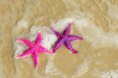 Starfish clipart