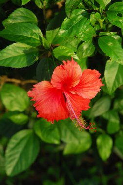 Çin hibisci rosae-sinensi