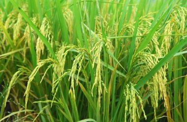 Rice field clipart