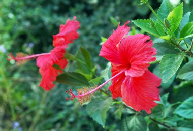 Chinese Hibisci Rosae-Sinensi clipart