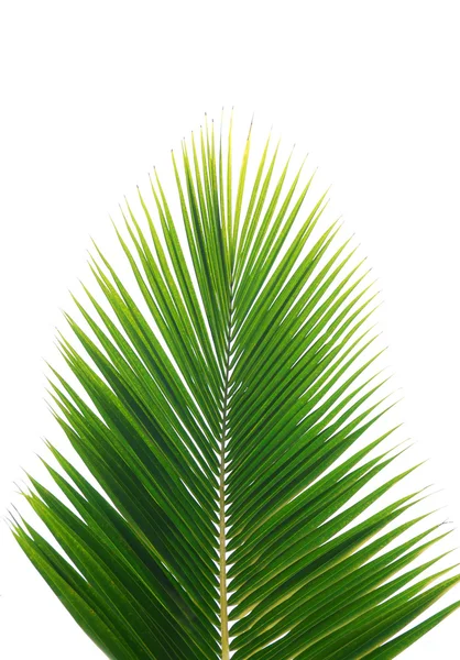 Yeşil palmiye yaprağı — Stok fotoğraf