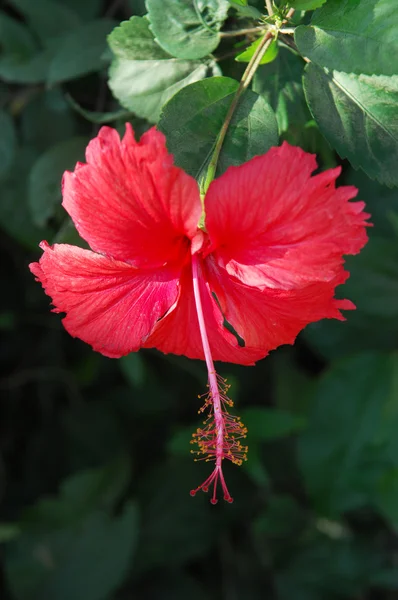 stock image Chinese Hibisci Rosae-Sinensi