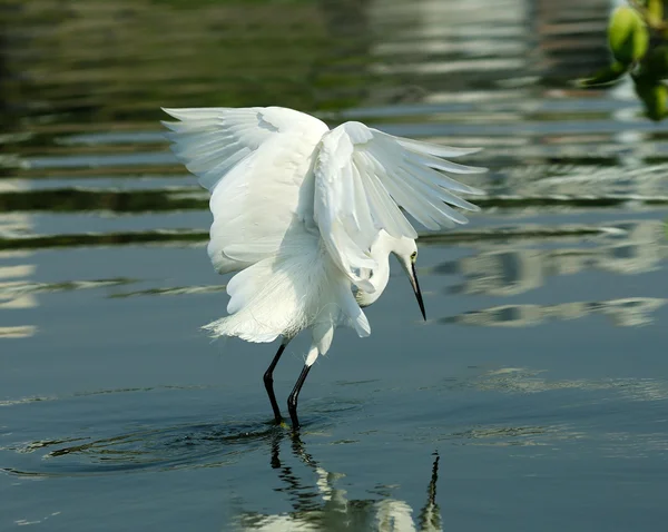 stock image Birds