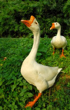 Goose clipart