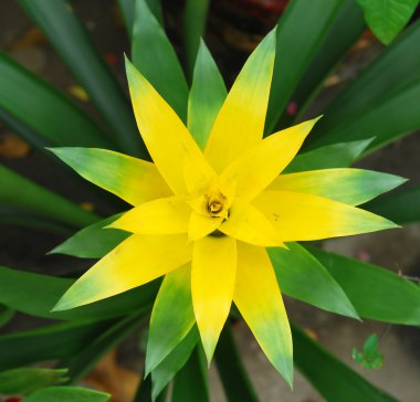 Close up of Guzmania x magnifica flower clipart