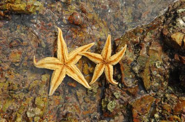 Starfish clipart