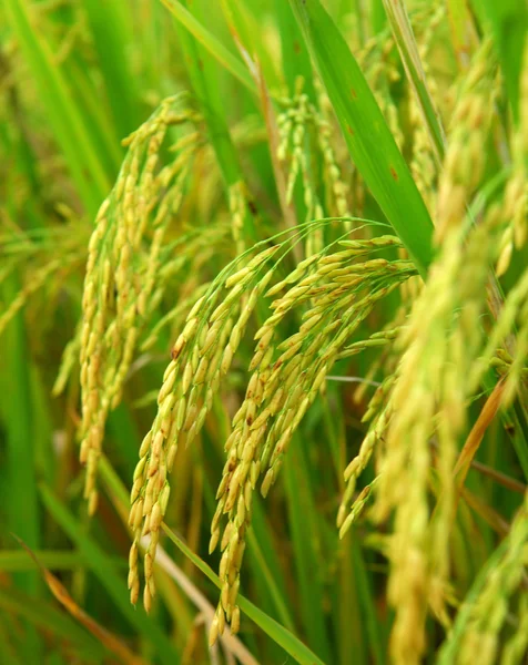 Рисові поля — стокове фото