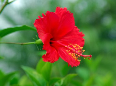 Çin hibisci rosae-sinensi