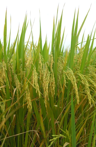 Campo de arroz y gotas — Foto de Stock