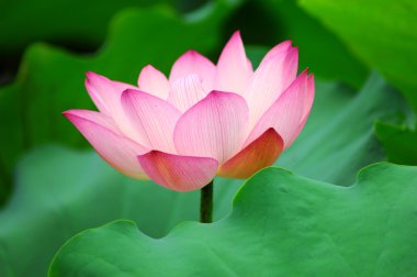 pembe lotus