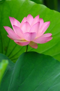 Pink lotus clipart