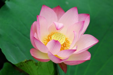 pembe lotus