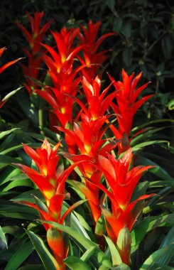 Many beautiful guzmania magnifica flower clipart