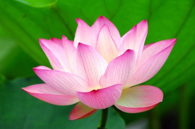 Pink lotus clipart