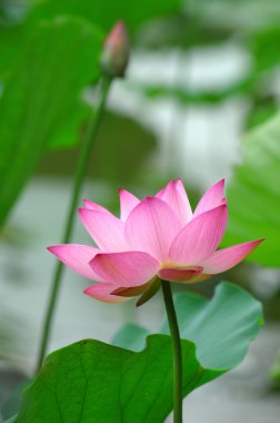 pembe lotus