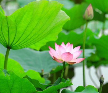 pembe lotus