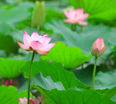 pembe lotus