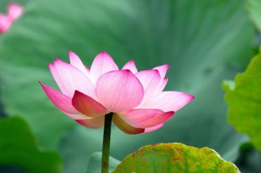 pembe lotus