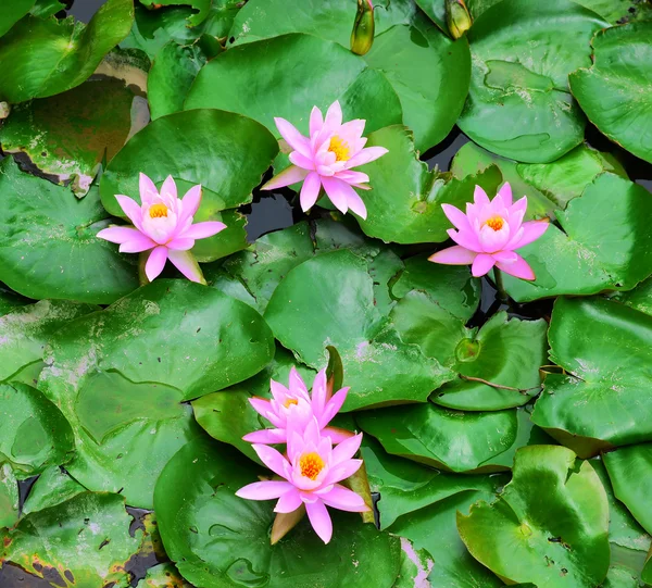 pembe lotus