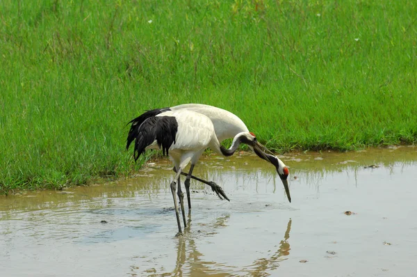 Crane with green grass — Stock Photo, Image