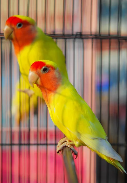 stock image Yellow Naped Amazon Parrot