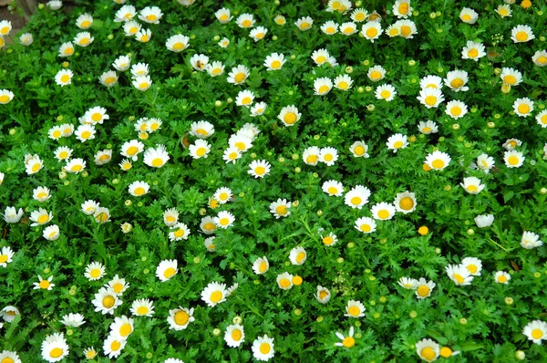Narcisos blancos florecientes — Foto de Stock