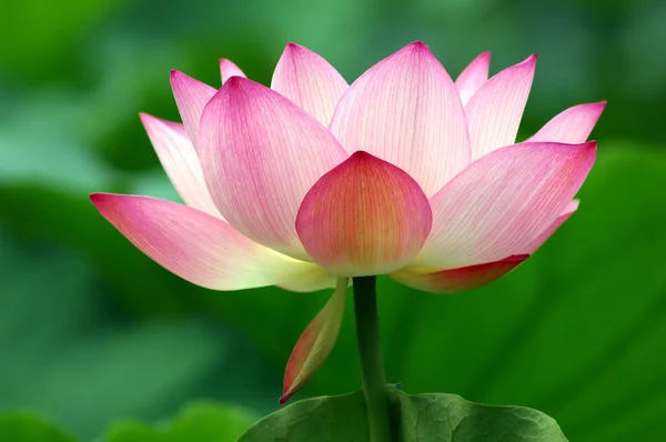 Pembe lotus — Stok fotoğraf