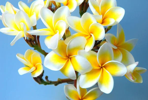 热带花卉 — 图库照片
