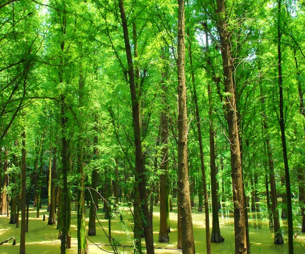 Лес и вода — стоковое фото