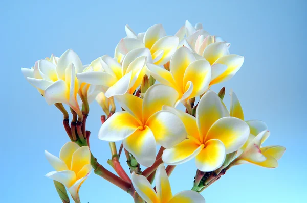 Trópusi virág — Stock Fotó