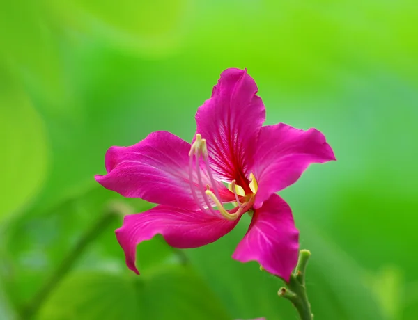 Flor de Bauhinia — Fotografia de Stock