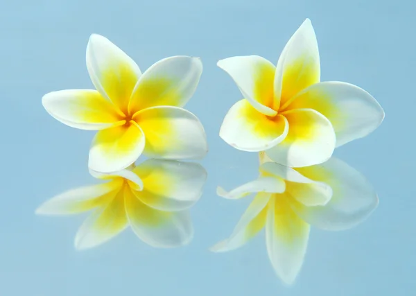 Тропічний квітковий — стокове фото
