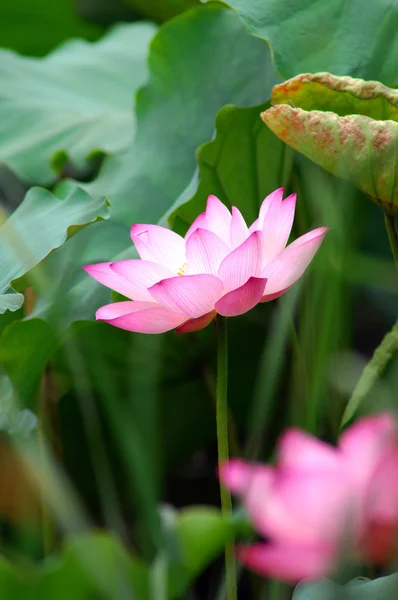 stock image Pink lotus